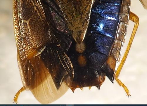 Paraedessa stolida